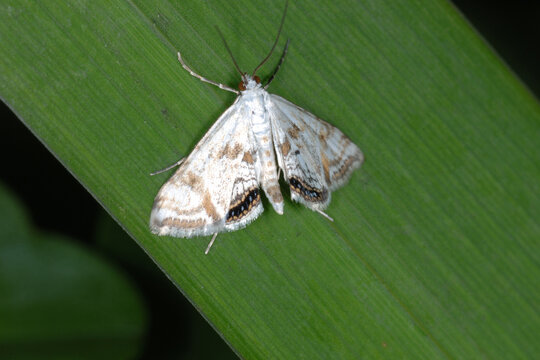 Wasserlinsenz&uuml;nsler, Cataclysta lemnata