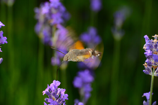 Taubenschw&auml;nzchen, Macroglossum stellatarum
