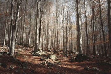 Obraz premium Quiet autumn forest scene with tall trees shedding leaves and a gentle sunlight filtering through the branches at midday