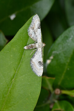Mondfleckige Bl&uuml;tenspanner, Eupithecia centaureata