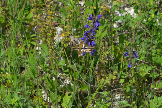 Taubenschw&auml;nzchen, Macroglossum stellatarum