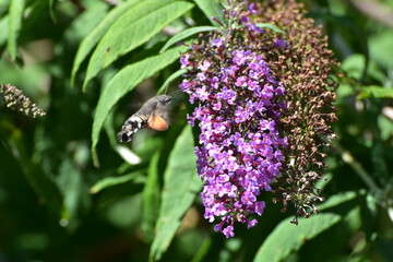 Taubenschwänzchen, Macroglossum stellatarum © Peter Oetelshofen