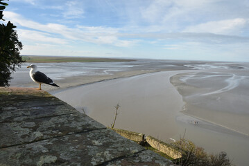 Go&eacute;land sur les remparts du Mont-Saint-Michel