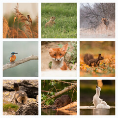 Collage with different wild animals
