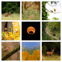 Collage with different wild animals