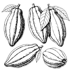 Illustration of cacao pods