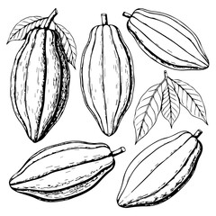 Illustration of cacao pods and leaves