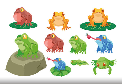 Multicolor Frogs Amphibian Animals Illustration Set