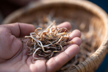 Close-up of a hand holding fresh raw sprouts over a woven basket. Natural ingredients for healthy food. Agriculture and harvesting concept