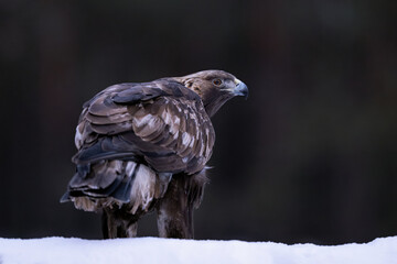 Golden eagle early in the morning in the forest