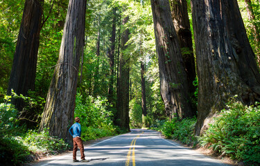 A male tourist stands on a road in a redwood forest, looking up at towering redwood trees.