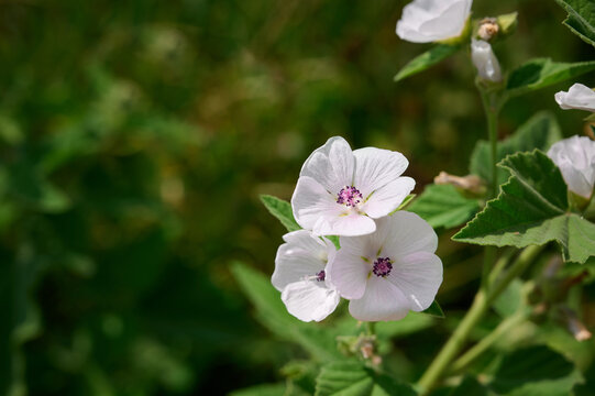 Wild flower Althaea officinalis in the garden.
