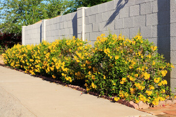 Yellow Bells or Tecoma Stans in Full Bloom in Spring, Phoenix, AZ