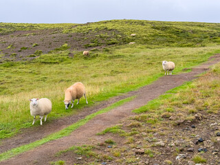 Fototapeta premium Islande : Reykjadalur 
