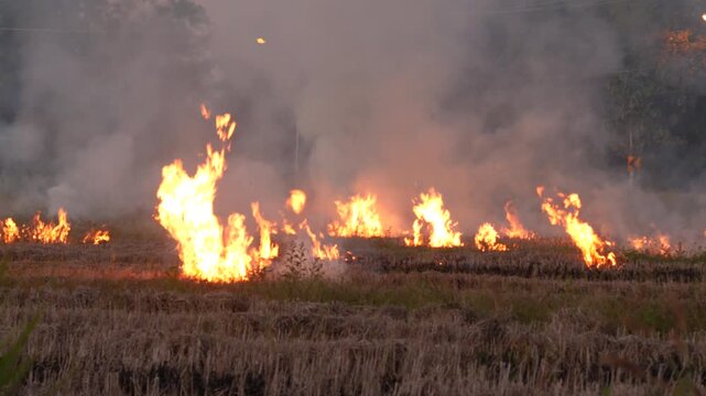 Stubble and straw burning with smoke emanating from the fire in rice paddy field. Air pollution due to crop burning method to clear the field raises the concentration of air particles matter PM2.5 