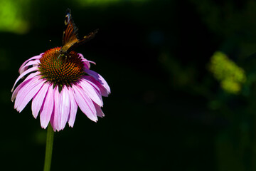 Motyl na Jeż&oacute;wce Purpurowej 2025