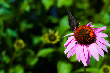 Butterfly on flower 2025