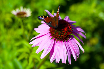 Brązowy motyl Jeż&oacute;wce Purpurowej 2025