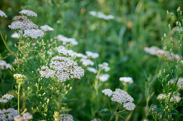 Common yarrow (Achillea) white flowers close up. Medicinal organic natural herbs, plants concept. Wild yarrow, wildflower. © Kulbabka
