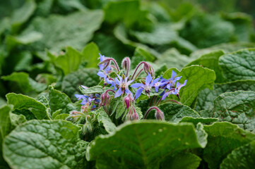 Borago officinalis is medicinal herb with edible flowers.