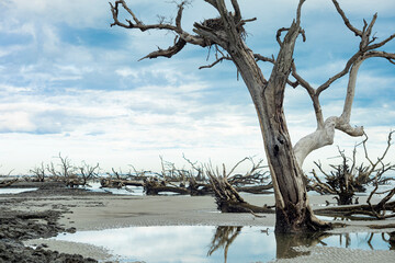 Eroded beach with dead trees along the South Carolina coast.