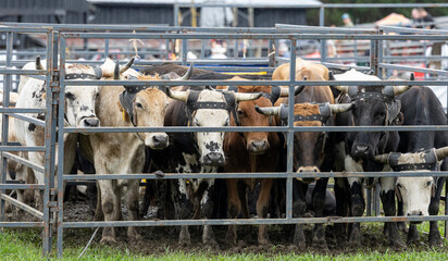 Cattle wait in a pen before a rodeo.