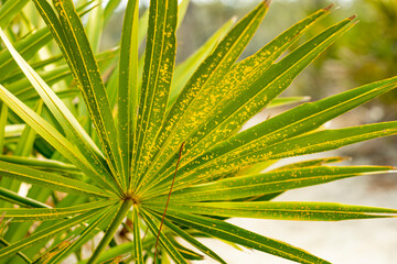 Close up of saw palmetto, Serenoa repens, along the coast in South Carolina