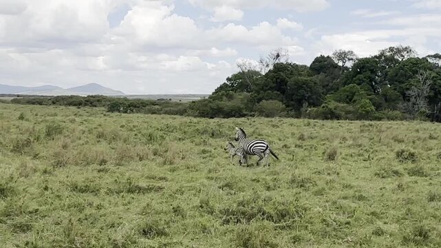 A zebra running across the Masai Mara plains, capturing speed, energy, and the raw freedom of wildlife in Africa.