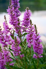 Obraz premium Purple loosestrife (Lythrum salicaria) with bright purple inflorescences and a four-sided stem in the wild.