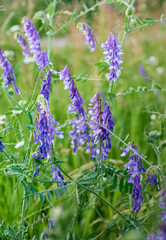 Fragrant summer sunny meadow with Vicia cracca flowers.