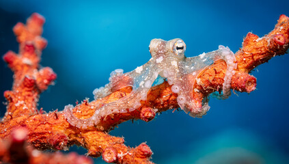 Baby Octopus resting on a coral branch in clear blue water while exploring its underwater habitat in an ocean environment