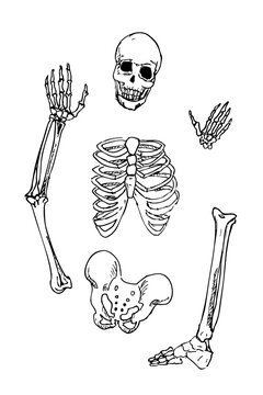 Esqueleto huesos del cuerpo humano calavera vectorial editable