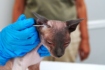 Close-up of sphynx cat ear cleaning by professional vet at animal clinic