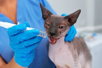 Vet carefully administers liquid medicine to sphynx cat using syringe at clinic