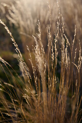 Fototapeta premium Field with dry grass in warm light. A soft, warm sunset. Natural background.