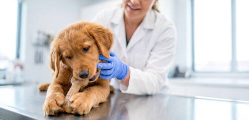 Veterinarian examines a young golden retriever puppy at a clinic during a routine health check in early afternoon