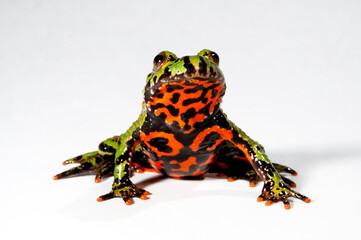 Oriental fire-bellied toad // Chinesische Rotbauchunke (Bombina orientalis)