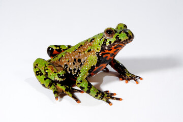 Oriental fire-bellied toad // Chinesische Rotbauchunke (Bombina orientalis)