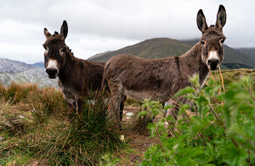 Two donkeys stand in a grassy mountain meadow in Connemara, looking toward the camera amid a scenic rural landscape.