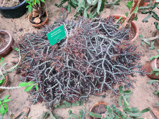 Spiny plant Euphorbia aeruginosa growing in botanical garden, top view