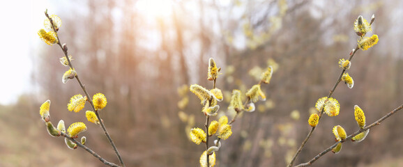 Blooming willow twigs with furry willow-catkins, nature background. Awakening nature in early spring season. fluffy yellow willow buds, symbol of Palm Sunday. Holly willow (Salix caprea). banner