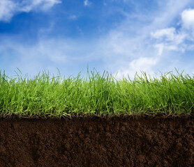 Soil with lush green grass under blue sky