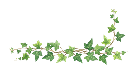 Ivy vine green leaves watercolor illustration forms a decorative corner border element with natural botanical charm and fresh organic appeal.