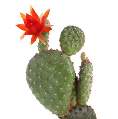 Cactus with blooming flower isolated on white