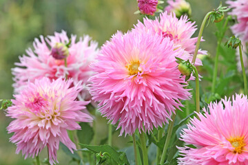Pink Fimbriated cactus Dahlia &lsquo;Nadia Ruth&rsquo; in flower.