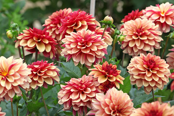 Red and gold decorative Dahlia &lsquo;Creme de Cognac&rsquo; in flower.