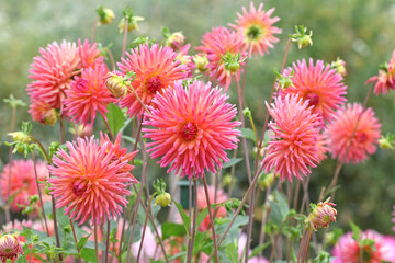 Pink cactus Dahlia &lsquo;Josudi Telstar&rsquo; in flower.