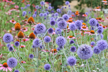 Obraz premium Bright blue Echinops Ritro Globe thistle ‘Veitch's Blue’ in flower.