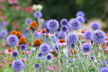 Bright blue Echinops Ritro Globe thistle &lsquo;Veitch's Blue&rsquo; in flower.