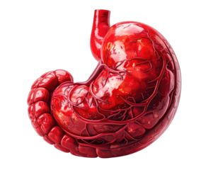 Digitally rendered, detailed anatomy of a human stomach with attached esophagus